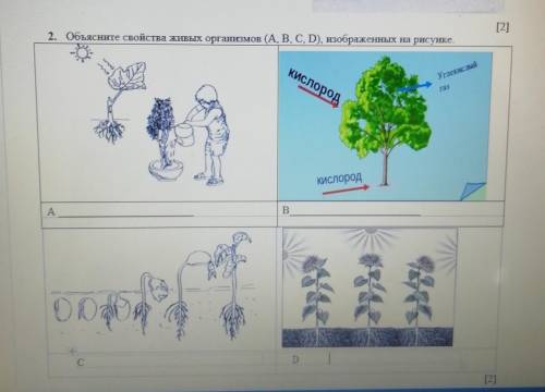 Как называется свойство живых организмов изображенное на рисунке ответ