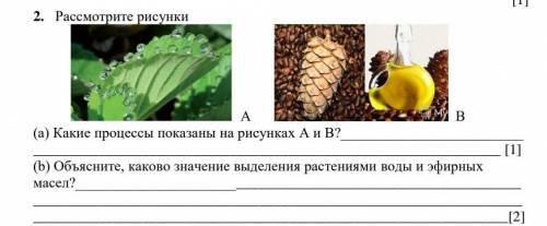 Рассмотрите рисунок можно ли горсть орехов назвать единым целым объясните почему кратко