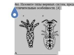 Назовите типы и виды животных нервные системы которых показаны на рисунке чем