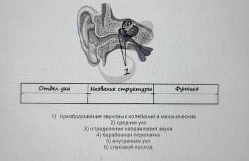 Выберите три верно обозначенные подписи к рисунку строение уха