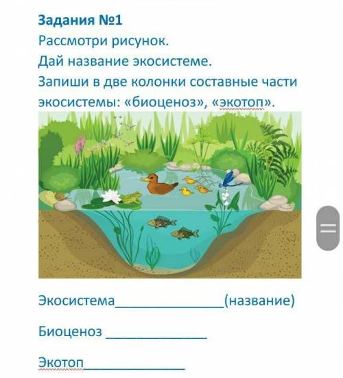 Изучите фрагмент экосистемы водоема представленный. Экосистемы для дошкольников. Составные части экосистемы. Экосистема водоема схема. Биоценоз пруда.