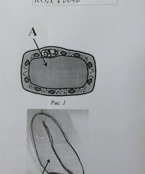 Рассмотрите рисунок растительной клетки какая структура клетки обозначена а рис 1