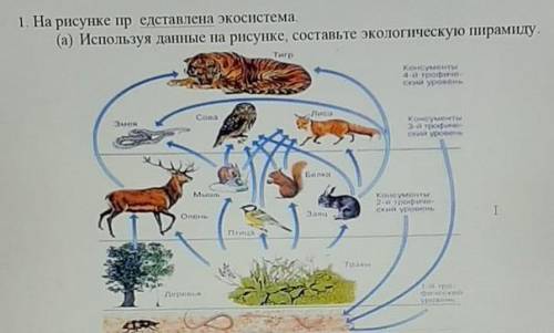 На рисунке представлена экосистема а используя данные на рисунке составьте экологическую пирамиду