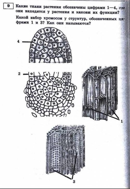 Ткани растений егэ рисунки