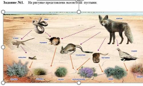 Изучите фрагмент экосистемы представленный на рисунке и выполните задания лев шакал дикая кошка