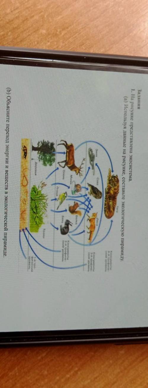 Изучите фрагмент экосистемы представленный на рисунке и выполните задания лев