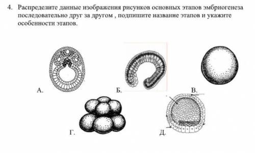 Стадии эмбриогенеза рисунки. На рисунке изображена на рисунке стадия эмбриогенеза. Рисунок стадии эмбриогенеза цветная. Эмбриогенез Чира. 3 Неделя эмбриогенеза рисунок.