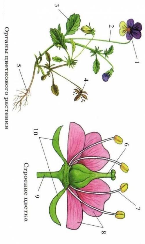Рассмотрите изображение укажите какими цифрами обозначены вегетативные органы генеративные органы