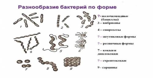 На рисунке изображена бактерия. Палочковидную форму имеют. Выполнить макет форм бактерий (Формат. Укажи формы бактериальных клеток, соответствующие цифрами. Нарисовать бактерии палочковидной и извитной формы.