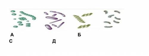 На рисунке показаны различные формы бактерий определите какой буквой обозначены