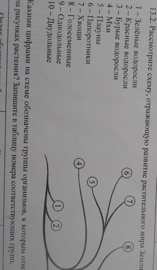 Рассмотрите схему отражающую развитие растительного мира земли впр ответ