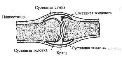 Укажи что на рисунке отмечено цифрой 1