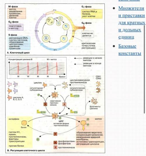 Клеточный цикл рисунок егэ