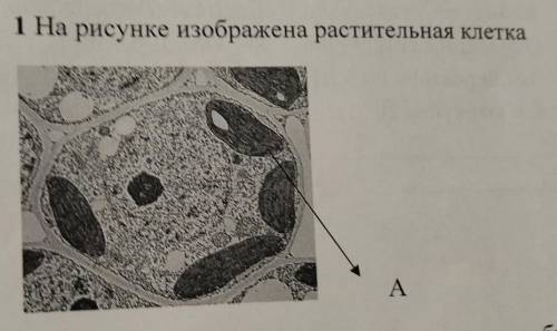 На рисунке изображена растительная клетка в разные периоды