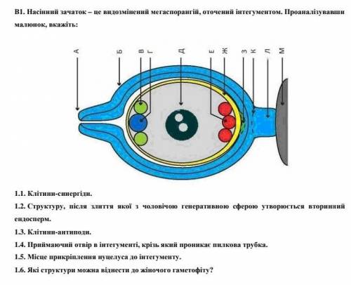 Зачаток 5 букв. Клетки синергиды. Мегаспорангий. Из чего мегаспорангий образуется. Зачаток.