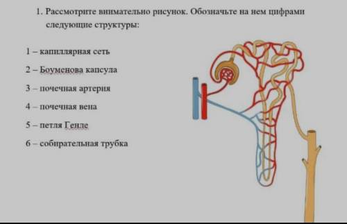 Что на рисунке обозначено цифрой 4 биология