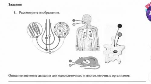 Рассмотрите рисунок основные