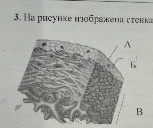 Миокард на рисунке