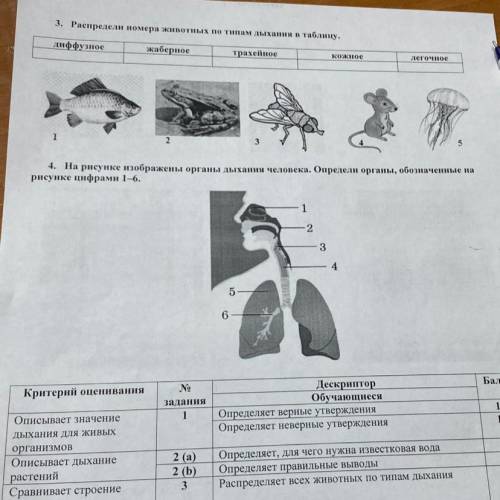 Какие системы органов изображены на рисунках