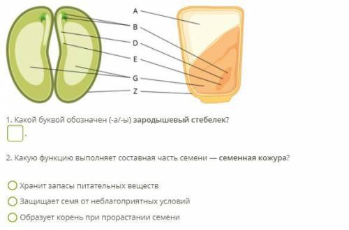 Выбери картинки на которых представлены семена однодольных растений семя перца семя фасоли