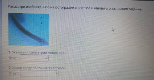 Рассмотрите изображенное на фотографии. Рассмотрите изображённое на фотографии животное и опишите его. Укажите Тип симметрии животного на фотографии.