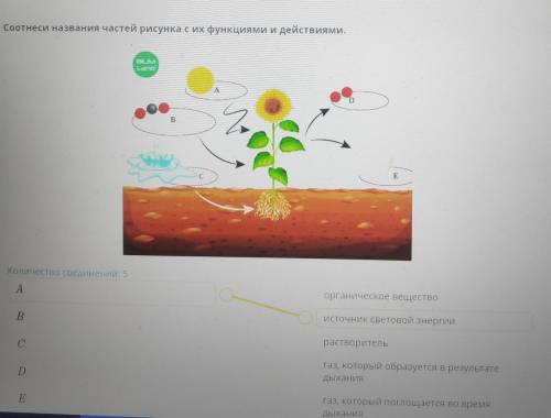 Соотнесите название и рисунок