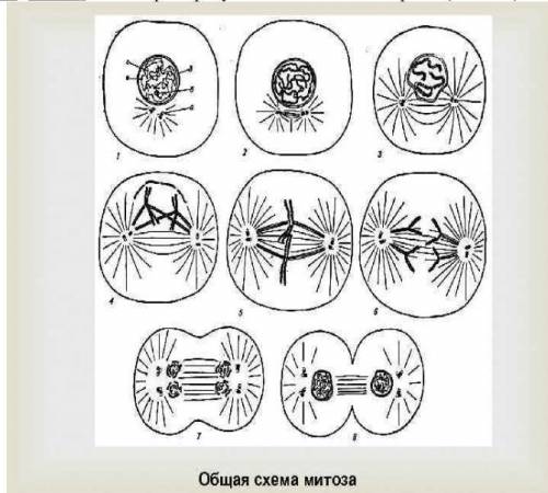 Схема каких процессов 1 3 изображена на рисунке какова их биологическая роль