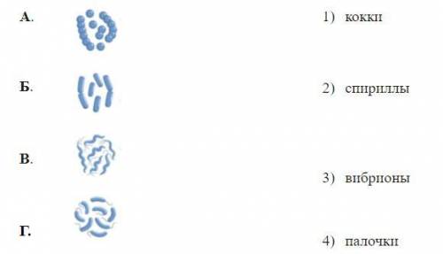 Формы бактерий без подписей. Установите соответствие между формами бактерий и их названиями. Установите соответствие между названием и формой бактерии. Установите соответствие между формой бактерии и ее названием..
