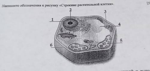 На рисунке видна растительная клетка под микроскопом рассмотри рисунок и ответь на вопрос z