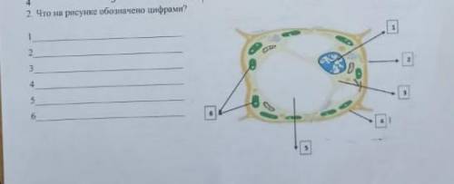 На рисунке изображено под цифрой 4