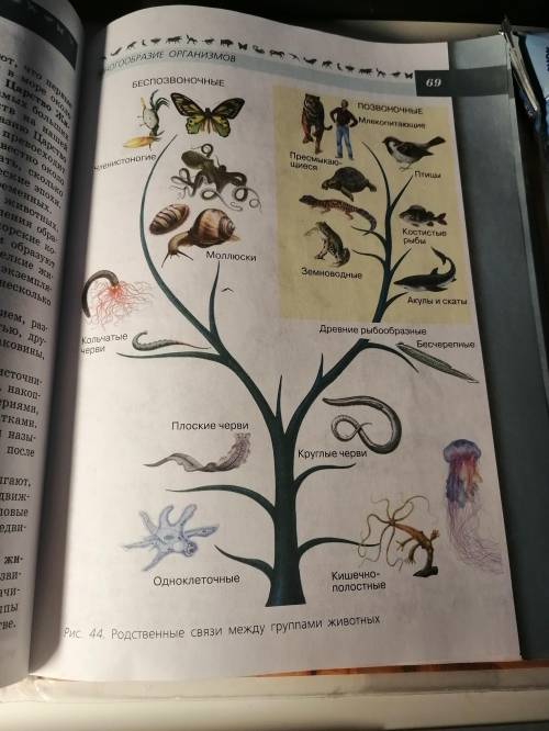 Рассмотрите рисунок 44 и составьте план рассказа о родственных связях между животными 5 класс
