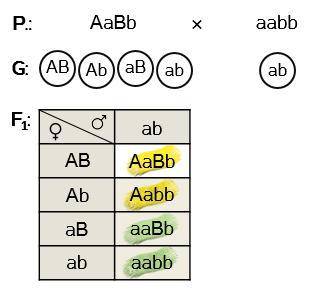 Схема aabb x aabb иллюстрирует скрещивание